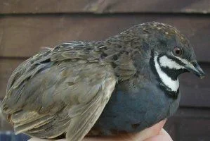 wildtypechinesecock.webp