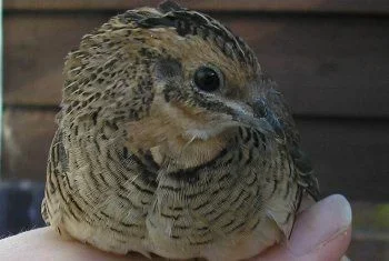 wildtypechinesehen.webp