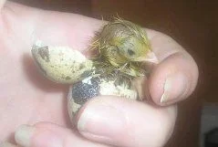 chicks_003.webp
