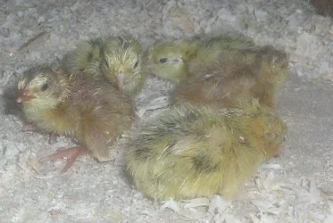chicks_1.webp
