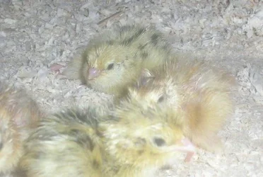 chicks2.webp