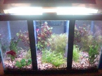 10_gallon_betta_setup.jpg 10_gallon_betta_setup.jpg