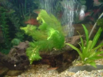 plant_1.webp