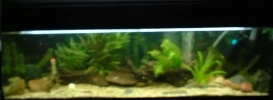 my_full_tank_1.webp