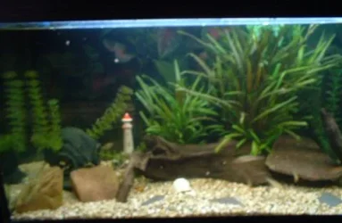 my_tank_1.webp