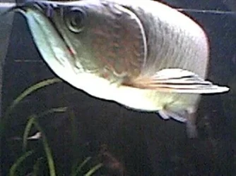 arowana_6.webp arowana_6.webp