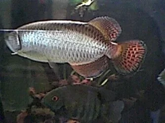 arowana_7.webp arowana_7.webp