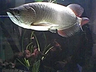 Arowana_3.webp Arowana_3.webp