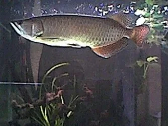 arowana_5.webp