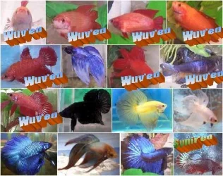 BettaBuddies003.webp