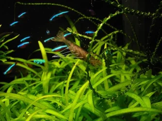 eggs.webp