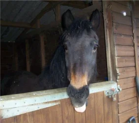charlie_stable_310305.webp