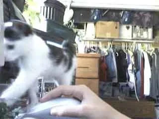 Picture_51.webp