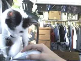 Picture_52.webp
