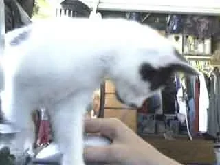 Picture_53.webp