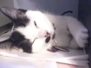 Picture_73.webp
