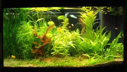 tank.webp