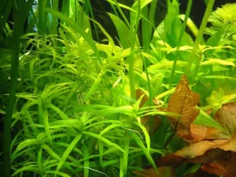 seagrass.webp