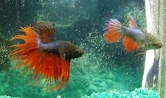 fwbettasct1125538470_1_.webp