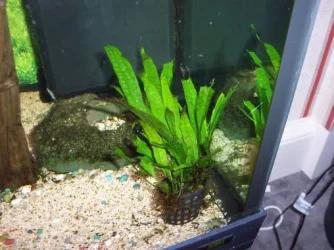 ruined_plant_2.webp