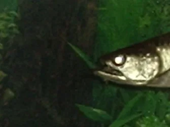 feeding_arowana.webp