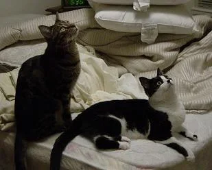 cats.webp