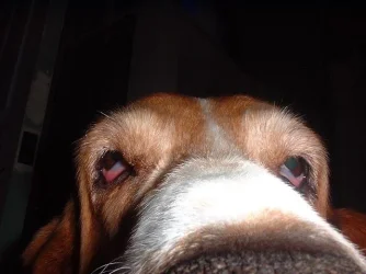 baxter.webp