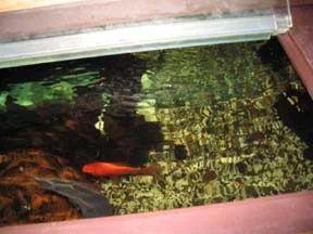 eel.webp eel.webp