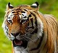 TigerAvatar1.webp