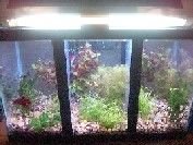 10_gallon_betta_setup.jpg 10_gallon_betta_setup.jpg