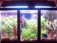 10g_update_new_plant_growth.jpg 10g_update_new_plant_growth.jpg