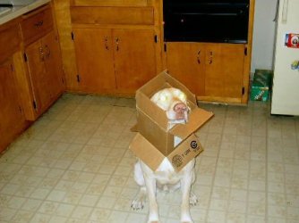 boxhead.jpg