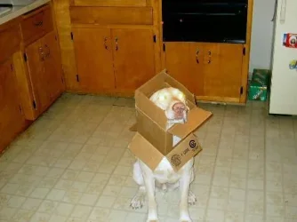 boxhead.webp