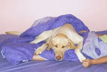 inthebed.webp