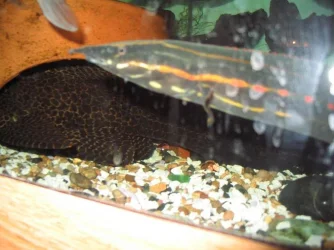 pleco.webp pleco.webp