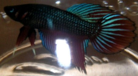Betta_Red_Teal.jpg