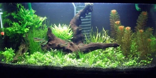 small_tank.webp