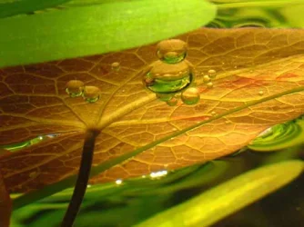 lily.webp