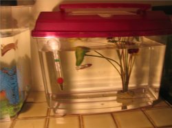 Captured_2005_9_15_00018.jpg