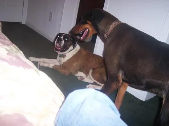 puppies.webp