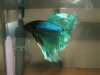 bettas_215.webp