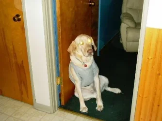 Buddy_001.webp