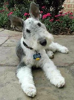 wirefoxterrier.webp