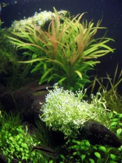 CIMG1241.webp