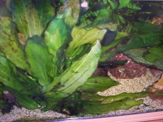 rio_plant_good.webp