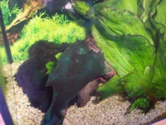 rio_algae.webp