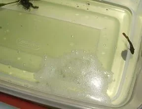 bettas_262.webp