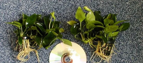 anubias.webp