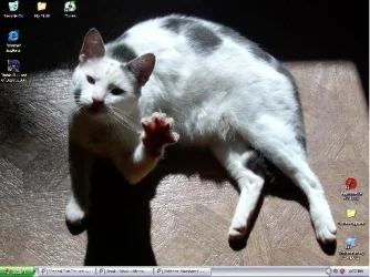 background.webp