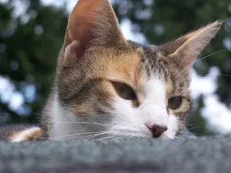 kitteh.webp